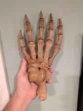 Huge authentic fossil cave bear paw picture