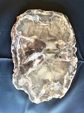 Polished Petrified Wood Slice (both sides) - Gray/Brown Approx 12 x 8.5” Fossil picture