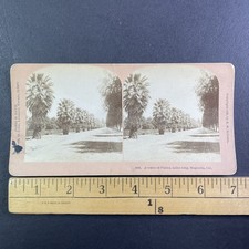 Avenue of Palms Stereoview B. W. Kilburn 1885 Magnolia California picture
