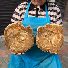 2pc 6.66LB Natural Petrified Wood Crystal Fossil Slice Shape Specimen Healing picture