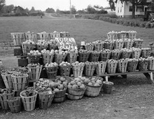 1939 Roadside Vegetable Stand, Berlin, Connecticut Old Photo 8.5