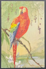 Vintage Scarlet Macaw Bird Postcard Edition Stähli Switzerland #119 Unused picture