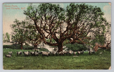 Sheep Farm near Victoria, B.C. Canada Valentine & Sons Postcard picture