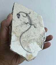 Unique Real AMPHIBIAN-VERTEBRA-NOTHOSAURIA-JURASSIC Dragon Dinosaur Fossil picture