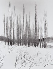Photo:Chicago 1952 Snowy Trees Winter Landscape Photograph picture