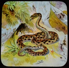 ANTIQUE Magic Lantern Slide SNAKES AND LIZARDS NO9 C1889 DRAWING A SNAKE  picture
