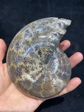 600g Natural ammonite fossil conch Crystal specimen Reiki healing decor 1PC picture