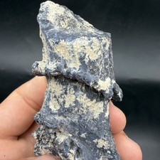RARE Fossil Deer Antler Base Florida Ice Age Mammal Bone Fossil Skull picture