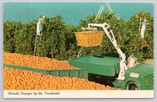 Vintage Florida Orange Harvest Postcard Zephyrhills Grove Cranes 1975 Postmark picture
