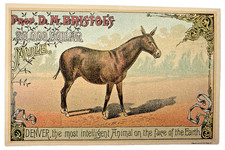 RARE Prof DM Bristol 20000 Mule Denver Educated Horses Victorian Trade Card 1888 picture
