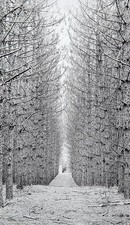 Photo:Chicago Architecture Foundation Lecture 1952 Winter Tree Avenue Path picture