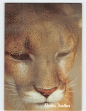 Postcard Florida Panther picture