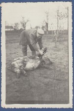 Man slaughtering a boar, vintage photo Strange photo. Guy and Dead Pig picture