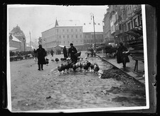 Agram Zagreb Croatia 1919 Street Scene Farmers Driving Turkeys to Market picture