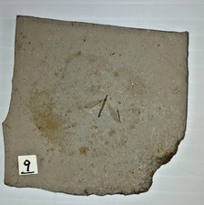 Plecia Pealei March Fly Green River Formation Parachute Creek Rio Blanco CO. picture