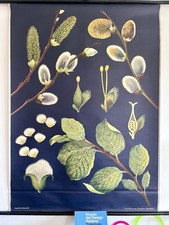 Vintage Salyx Pussy Willow School Wall Teaching Aid Jung Koch Quentell Botanical picture