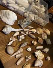 Huge Lot of Seashells Sea Shells Best Price picture