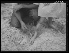 Photo:Pittsylvania County Virginia 1940 Tobacco Farmer Handling Dry Earth picture