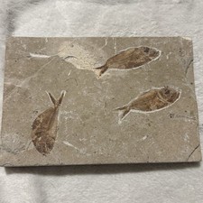 Diplomystus Fish Fossil Fish Skeleton Lebanon Cretaceous Age NICE picture