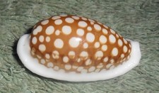 PH RFM 86722 LARGE Cypraea cribraria Linne 1758 32.5mm F++/Gem Philippines, off picture