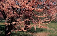 Redbud State Tree of Oklahoma ~ postcard sku845 picture
