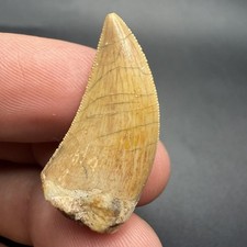 High Quality Charcharadontosaurus Dinosaur Tooth Fossil 1.26” picture