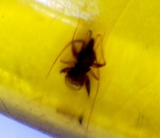 Elegant Fine Ant Inclusion Amber Fossils/Insects 31mm picture