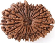 21 Mukhi Rudraksha Original Nepali Certified Loose Bead for Meditation picture
