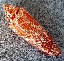 Conus Bengalensis #6 125.5mm ULTRA GOLDEN GIANT BEAUTY from Thailand picture