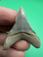 GREAT WHITE SHARK TOOTH NORTH CAROLINA 1.71” ALL NATURAL picture