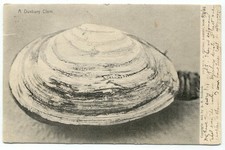 A Duxbury Clam MA c1906 Postcard Massachusetts picture
