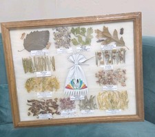 Vtg Navajo Medicine Chart Arletta Henderson Native American Herbal  15.5x12.5 picture