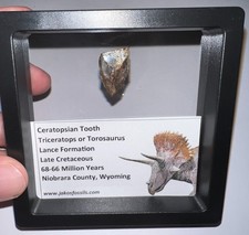 FRAMED TRICERATOPS or TOROSAURUS Fossil Dinosaur Tooth Lot One per Order picture