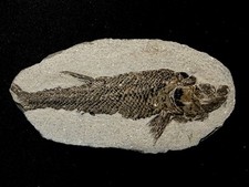 fossil fish ,perleidus, Jurong China picture