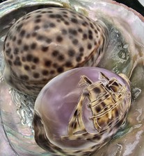 2 Vintage Tiger Cowrie Seashell / Hand Carved Sail Ship picture
