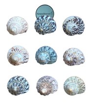 Mexican Turbo Sea Shell Beach Craft Hermit Crab 1 1/2