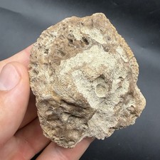 MONSTER SIZED ALLIGATOR SCUTE OSTEODERM FOSSIL 2.78” FLORIDA picture