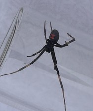 Wet Specimen Real Black Widow Spider LATRODECTUS Preserved in picture