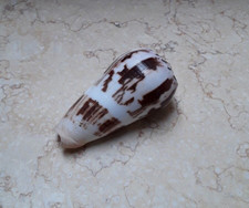 Conus Striatus RARE Beautiful red Sea shell 88 mm very nice Pattern SPECIMEN picture