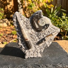 Orthoceras and Ammonite Fossil Stone Display Carving Natural Genuine Fossils picture