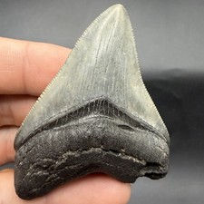 Real Megalodon Shark Tooth SWFL 2.69” All Natural picture