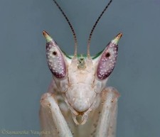 Gambian Spotted-Eye Praying Mantis L2/L3 Nymph Pseudoharpax virescens PRE ORDER picture