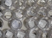 JUST REDUCED 50+ micro-Shark & Fish Fossil Collection Belgium Eocene CASE/VIALS picture