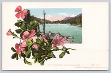 1902 Green Lake Colorado Wild Rose Detroit Photographic Postcard picture
