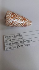 Conus  nobilis  57,4 mm F+++  Indonesia picture