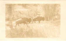 F83/ Laramie Wyoming Postcard RPPC c1940s Bison Buffalo picture