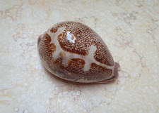 F Cypraea mappa rosea HUGE red sea shell super natural glossy rare 82.1 mm F++++ picture