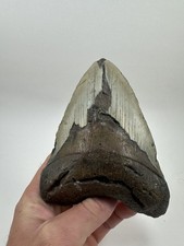 Megalodon Shark Tooth 5.88 Inch -Amazing - Massive 1lb -no Repair Teeth(1) picture