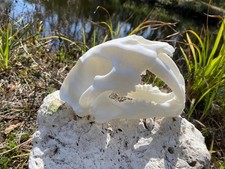Sabertooth Tiger Skull (Smilodon Fatalis) Replica picture