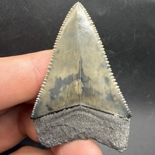 Great White Shark Tooth Florida 2.16” All Natural picture